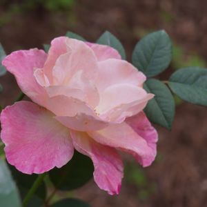 バラ,薔薇,アブラカダブラ,バラ、薔薇、ばら,花木の画像