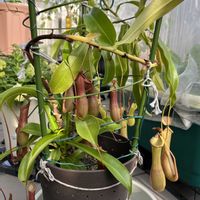 ネペンテス,ウツボカズラ,鉢植え,食虫植物,食虫植物・ウツボカズラの画像