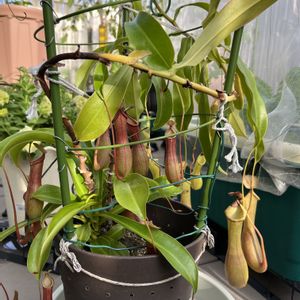 ネペンテス,ウツボカズラ,鉢植え,食虫植物,食虫植物・ウツボカズラの画像