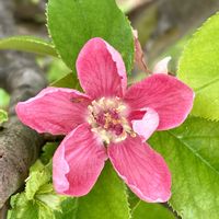 カリン,カリンの果実,カリンの両性花,カリンの雄花,カリンの紅葉の画像