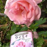 ホウセンカ,薔薇,薔薇,鳳仙花,バラ、薔薇、ばらの画像