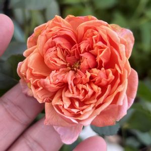 薔薇,シルクロード,シルクロード,お庭,マイガーデンの画像