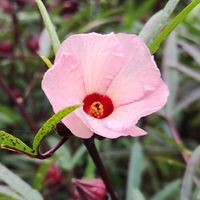 ローゼル,綿の花,綿の花,冬ワラビの画像