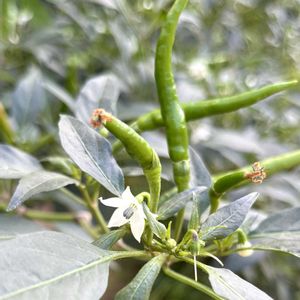 トウガラシ,白い花,食用,ナス科,さんぽの画像