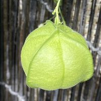 フウセンカズラ,フウセンカズラ,ふうせんかずら,風船葛(ふうせんかずら),つる性植物の画像