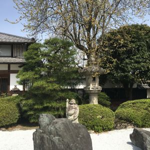 カリン,日本庭園,庭木,お寺,お寺の庭の画像