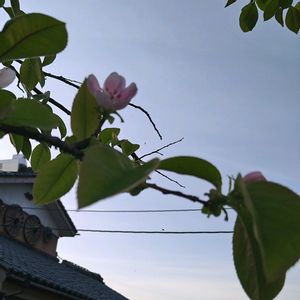 カリン,カリン（花梨）の花,花言葉,大好きなお花,今日のお花の画像