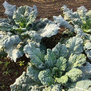 アレッタ,自家製野菜,栽培記録,農業女子,おうち園芸の画像