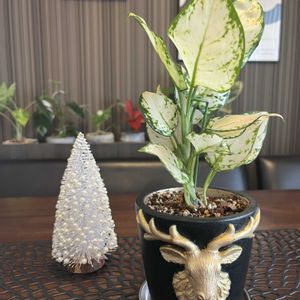 クリスマス,観葉植物,手作り,リメイク,お気に入りの鉢の画像