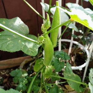 オクラ,プランター野菜,種から,鉢栽培,種蒔き中毒の画像