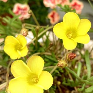 オキザリス,秋の花,冬の花,テラス,庭の画像