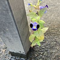 スターチス,スターチス,かすみ草,かすみ草,オキナグサ(翁草）の画像