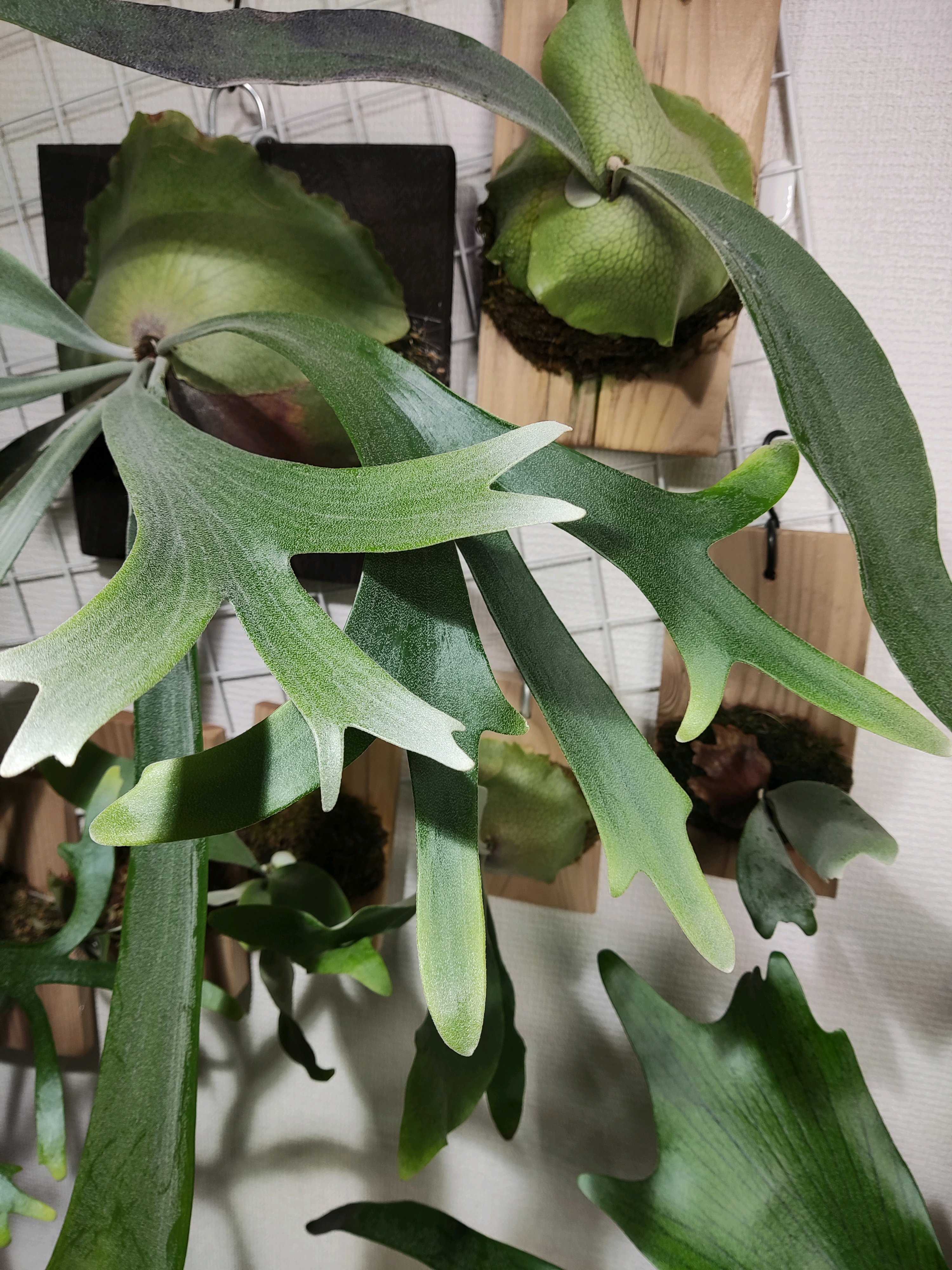 ビカクシダ モリフィー2 ビカクシダ P.モリフィー2 板付け | Shop at Mercari from Japan! | Buyee