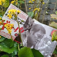 ツワブキ,追悼,映画の日,パンフちゃんの画像