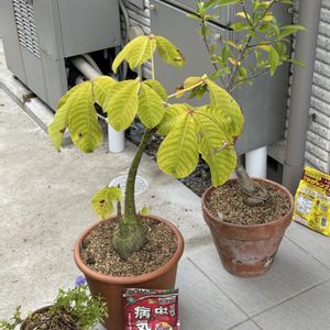 トレニア,バオバブ,ボンバックス,アダンソニア ディギタータ,観葉植物の画像