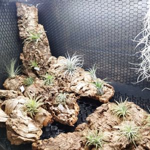 フックシー,イオナンタアルビノ,エアプランツ,観葉植物,100均の画像