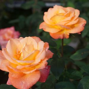 バラ,薔薇,バラ フロージン’82,バラ、薔薇、ばら,花木の画像