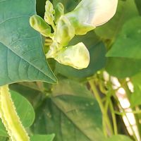 四角豆,マメ科,長居植物園,金曜日の蕾たちの画像