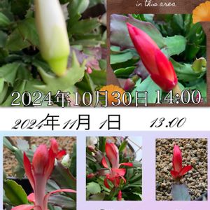 デンマークカクタス,赤い花,白い花,季節の花,花自慢の画像