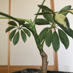 シェフレラ,カポック,観葉植物,ホームセンター出身,ウコギ科の画像