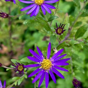 コンギク（紺菊）,挿し木,花のある暮らし,園芸種,日本原産の画像