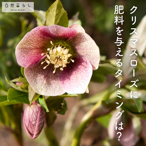 ガーデニング,花のある暮らし,植物のある暮らし,肥料,プランター栽培の画像