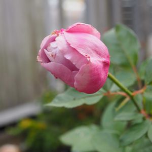 北海道,バラ・ミニバラ,バラを楽しむ,バラが好き,ばら バラ 薔薇の画像