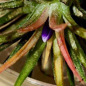 チランジア,イオナンタ,ハンドメイドK,チランジアKの画像