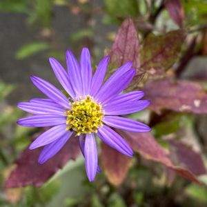 ノコンギク,コンギク,花のある暮らし,今日のお花,自宅にての画像