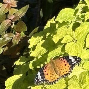 我が家の花壇,シェードガーデン,復興をお祈りいたします,秋深まりつつの画像