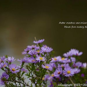 紫の花,アガベ属,北海道,多肉女子,今日のお花の画像