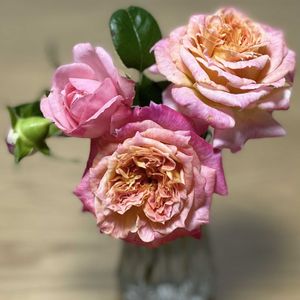 切り花,ばら バラ 薔薇,リビング・ダイニングの画像