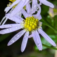 ノコンギク,ノコンギク,野菊,雨粒,マクロ撮影の画像