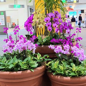 胡蝶蘭,那覇空港,われら17年組,家庭菜園の画像