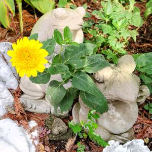 公園,かえるの置物,庭園,花のある暮らし,緑のある暮らしの画像