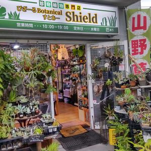 多肉植物,ウラボシ科,ビカクシダ属,食中植物,塊根の画像