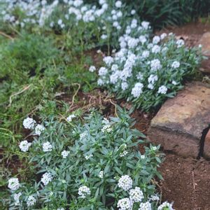 地植え,かわいいな♡,大好きなお花,成長が楽しみ,お花好きの画像