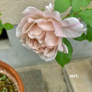 バラ いおり,いおり,バラ 鉢植え,薔薇♪,ばら バラ 薔薇の画像