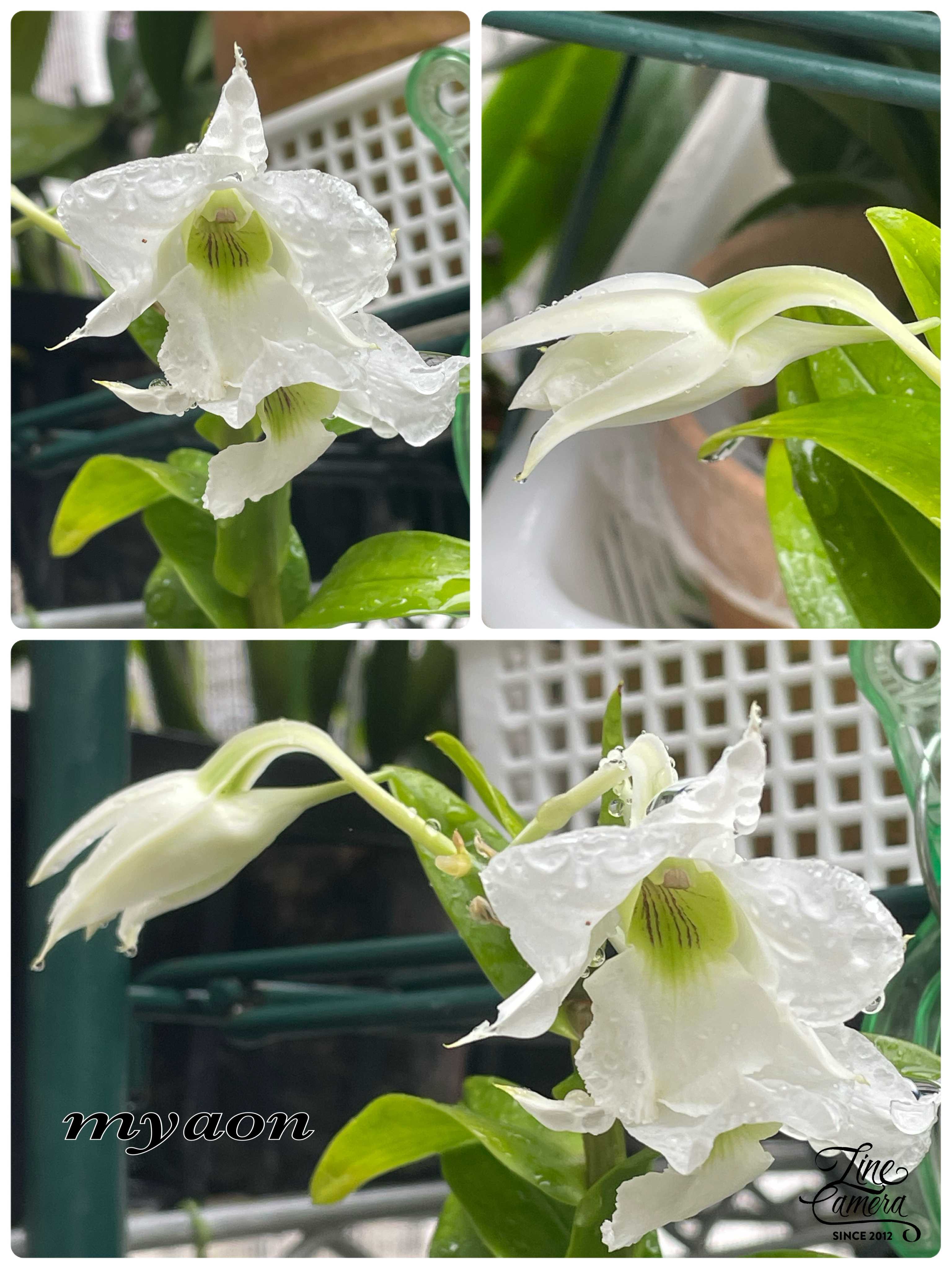 タケノコ蘭の一覧|🍀GreenSnap(グリーンスナップ) タケノコ蘭の一覧|🍀GreenSnap(グリーンスナップ)