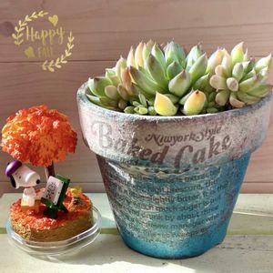 雪雛,多肉植物,自作リメ鉢,埼玉タニラー,モフモフ大好きの画像