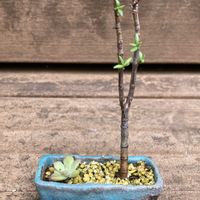 テトラゴナ,多肉の小さな寄せ植え,多肉植物,多肉植物寄せ植えの画像