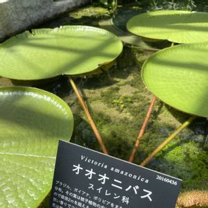 オオオニバス,オオオニバス,植物園,散歩,温室の画像