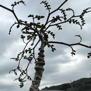 オペルクリカリア・パキプス,多肉植物,観葉植物,塊根植物,実生の画像