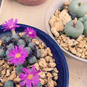 雛鳩,コノフィツム・トルンカツム,多肉植物,かわいい,多肉大好きの画像