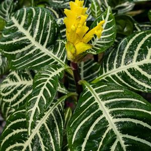 温室,富山県中央植物園の画像