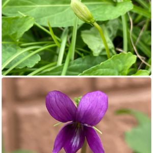 スミレ,閉鎖花,開花中,紫色の花,ベランダの画像