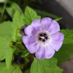 ニカンドラ,クロホオズキ,オオセンナリ,花のある暮らし,植中毒の画像