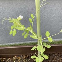 エンドウ,えんどう豆,PR,野菜遺産プロジェクト,野菜遺産PROJECTの画像