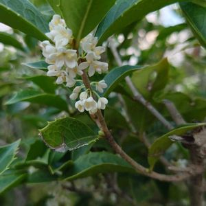 ぎんもくせい,多肉植物,公園,散歩,ガーデニングの画像