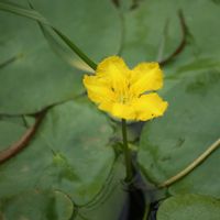 ウチワゼニクサ,ウチワゼニクサ,アサザ,アサザ,水草の画像